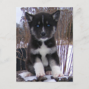 Postales Husky Puppy