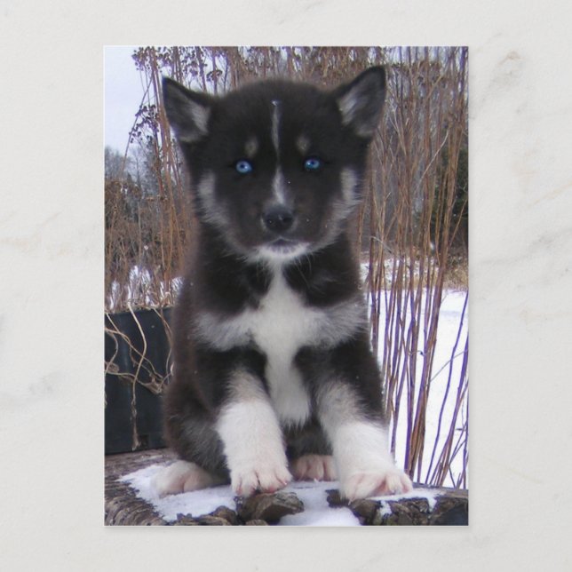 Postales Husky Puppy (Anverso)