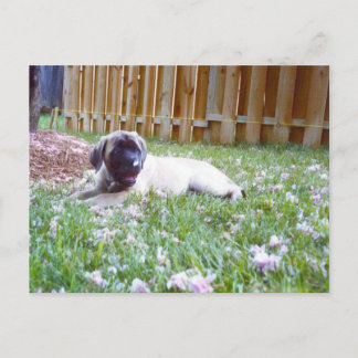 Postales inglesas de raza de perro de mastiff