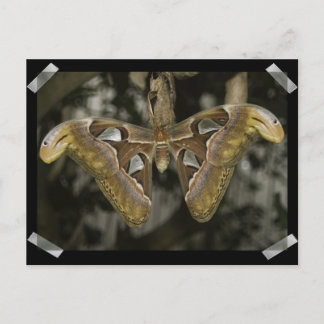 Postales inusuales de Moth