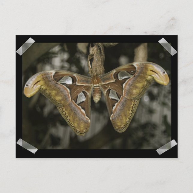 Postales inusuales de Moth (Anverso)