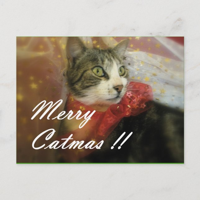 Postales lindas de las Felices Navidad del gato (Anverso)