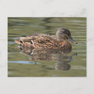 Postales mallard reflejadas