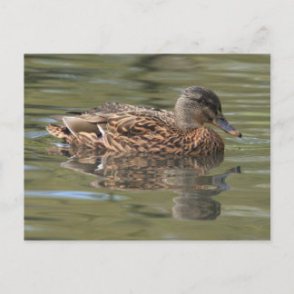 Postales mallard reflejadas