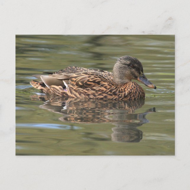 Postales mallard reflejadas (Anverso)