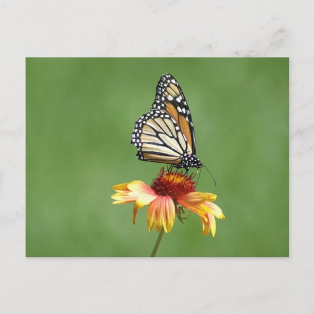 Postales monarcas (Anverso)