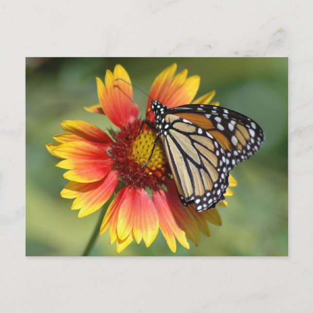 Postales monarcas (Anverso)