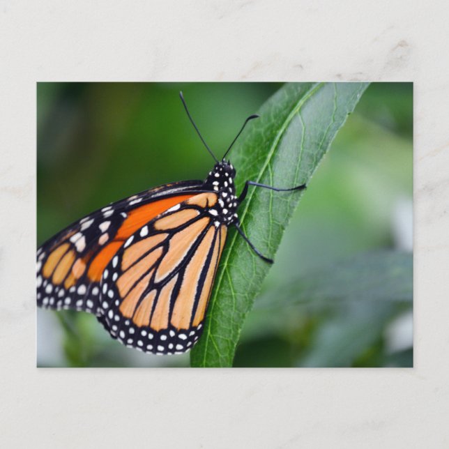 Postales monarcas (Anverso)