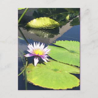 Postales moradas y amarillas