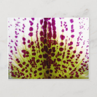Postales Orquídeas de Falaenopsis Específicas