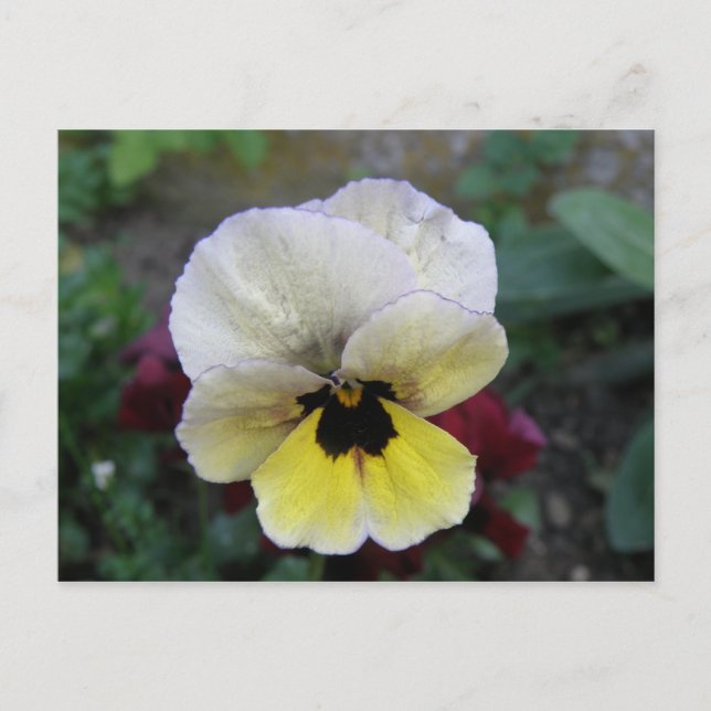 Postales Pansy blancas y amarillas (Anverso)