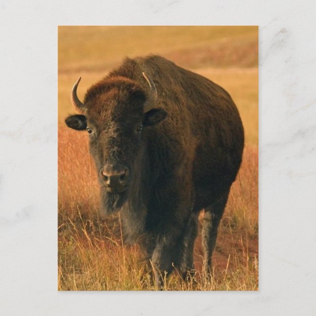 Postales para animales (Anverso)