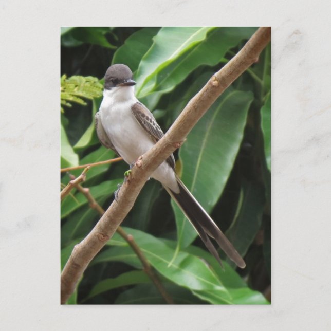 Postales para aves Flycatcher (Anverso)