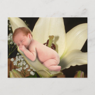 Postales para bebés de flores de Lily