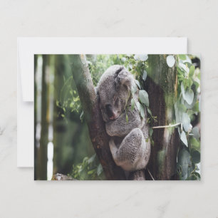 Postales para bebés de Koala