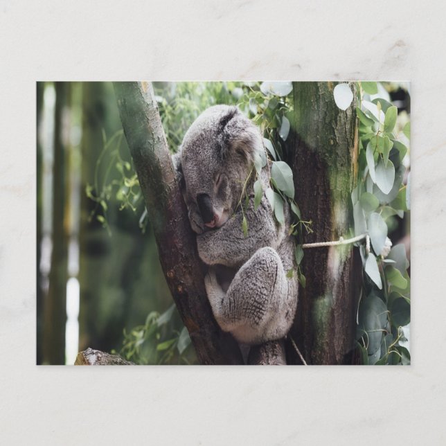 Postales para bebés de Koala (Anverso)