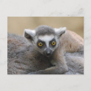 Postales para bebés de Lemur