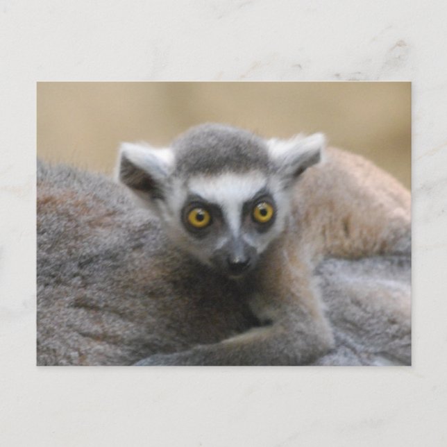 Postales para bebés de Lemur (Anverso)