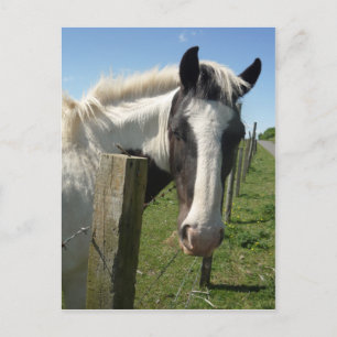 Postales para caballos blancos y negros