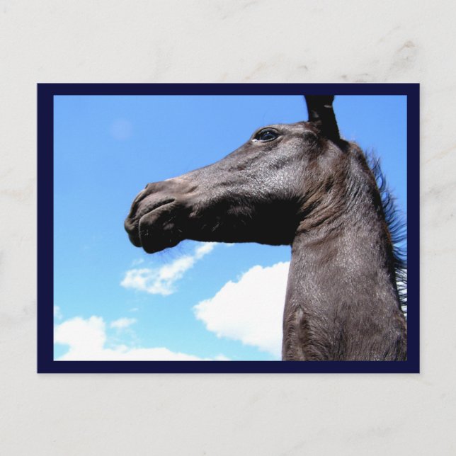 Postales para caballos de Giraffed (Anverso)