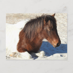 Postales para caballos salvajes, postal de la isla