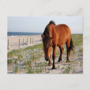 Postales para caballos salvajes, postal de la isla