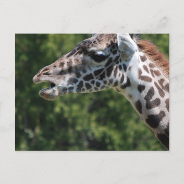 Postales para comer Giraffe (Anverso)