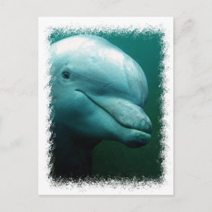 Postales para delfines en botella