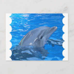 Postales para delfines en botella