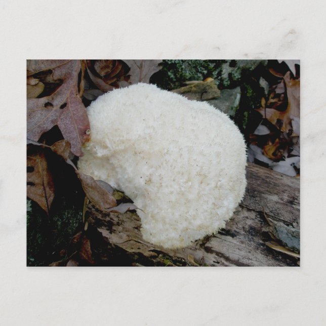 Postales para dientes con barba (Hericium erinaceu (Anverso)