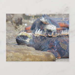 postales para dormir de iguana galapagos