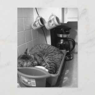 Postales para el desagüe del gato