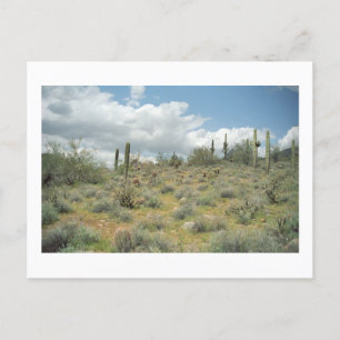 Postales para fotografía del desierto de Cactus Pa