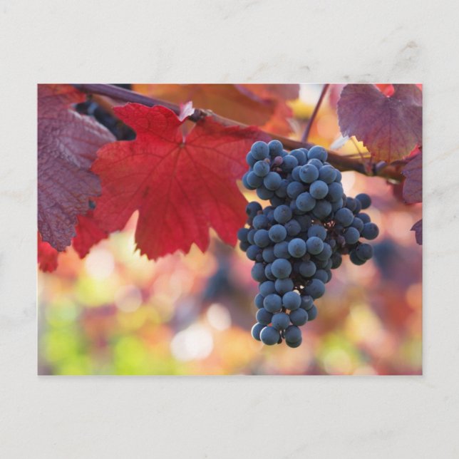 Postales para fruta y comida 72 (Anverso)