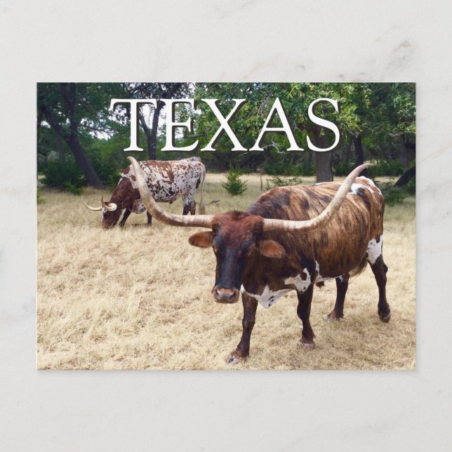 Postales para ganado longhorn de Texas (Anverso)