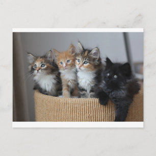 Postales para gatitos