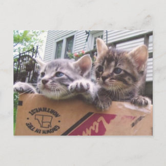Postales para gatitos