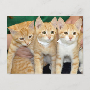 Postales para gatitos del Naranja de Shorthair Tab