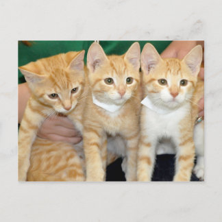 Postales para gatitos del Naranja de Shorthair Tab