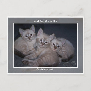 Postales para gatitos siameses de tres puntos de L