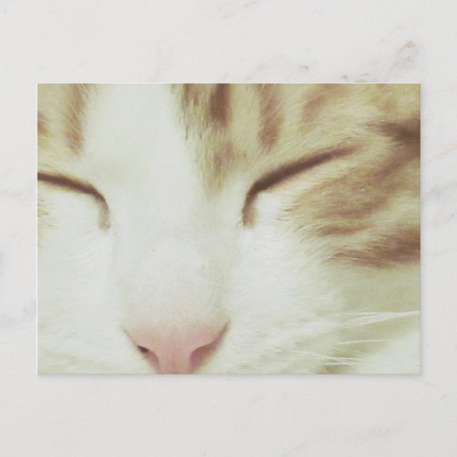 Postales para gato con Filipos Apolo (Anverso)