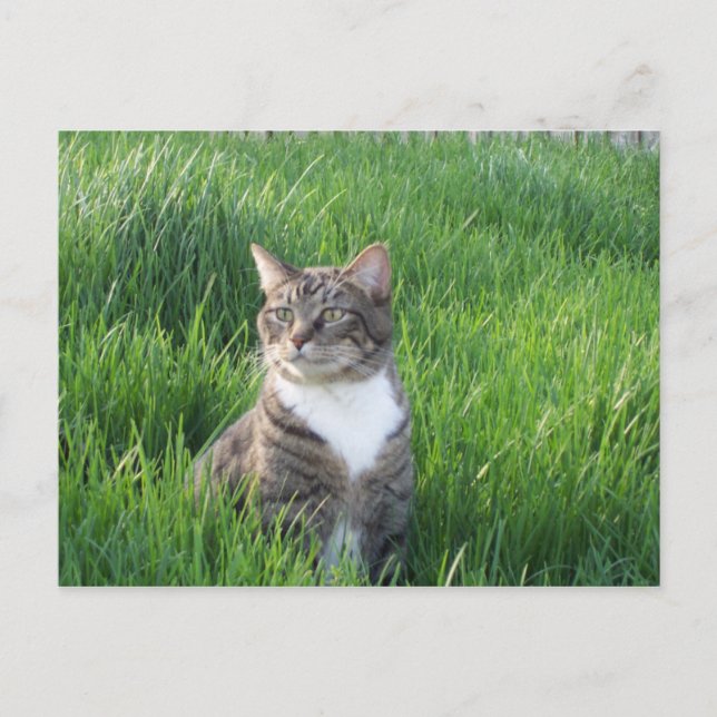 Postales para gato de Nature Boy (Anverso)