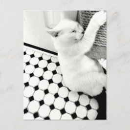 Postales para gato en blanco y negro