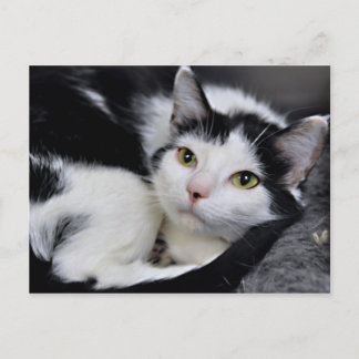 Postales para gatos cortos en blanco y negro