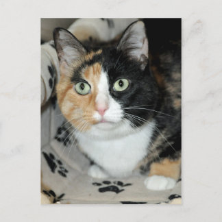 Postales para gatos de gatos de Calico Shorthair e