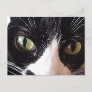 Postales para gatos de ojos verdes negros y blanco