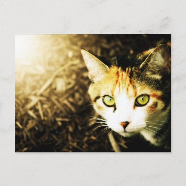 Postales para gatos de tabby ligero de otoño (Anverso)