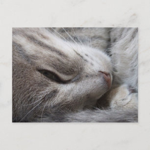 Postales para gatos espantosos