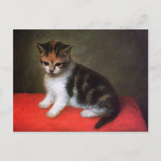 Postales para gatos gatos gatos gatos: gatito por
