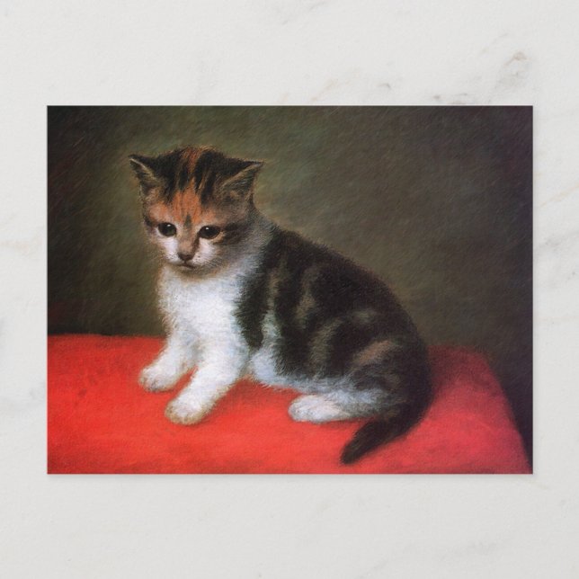 Postales para gatos gatos gatos gatos: gatito por  (Anverso)